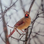 Notecard Cardinal Female-Rick Flematti