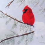Notecard Cardinal Male-Carol Corliss