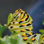 Notecard Caterpillar-Rick Flematti