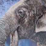 Notecard Elephant-Maryann Mullett