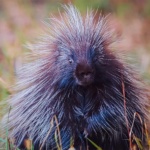 Notecard Porcupine-Rick Flematti