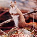 Notecard Red Squirrel-Rick Flematti