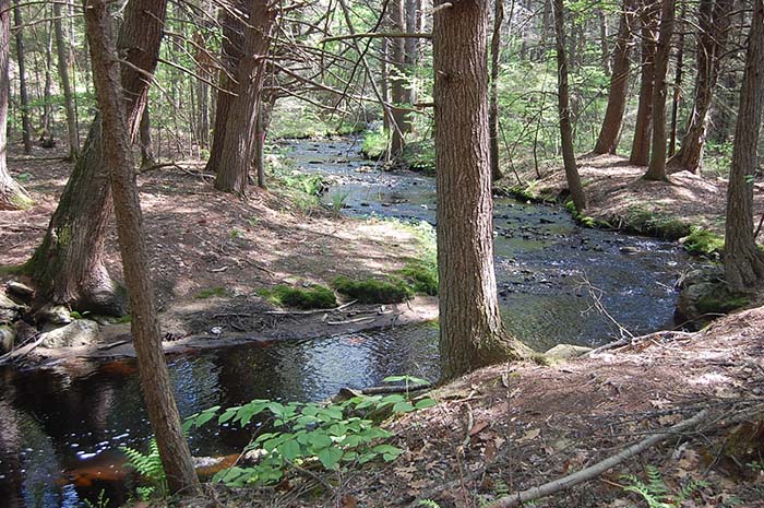 Cummings Otter River Conservation 1, ©Anna Wilkins