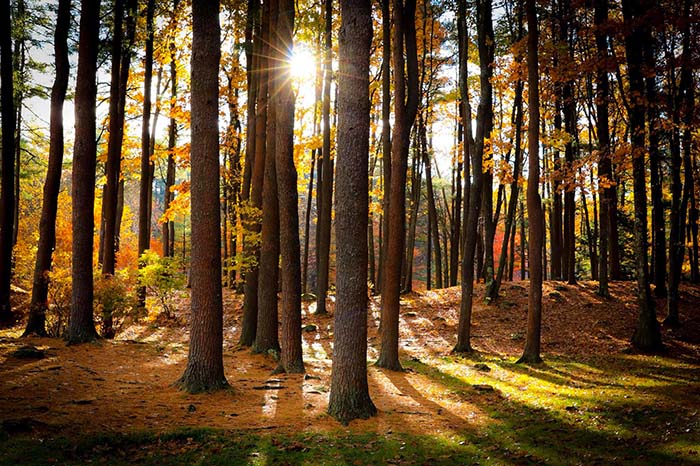 Dunn Pond State Park 14, ©Chris Guerra