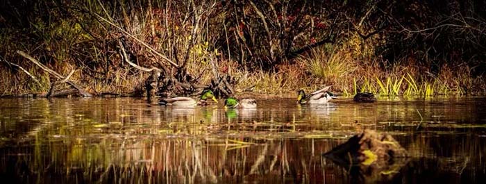Dunn Pond State Park 15, ©Chris Guerra