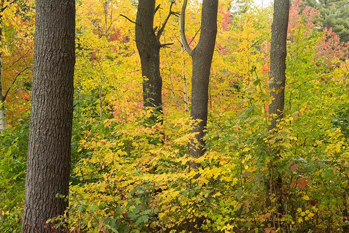 Lovely Leaves. Dunn Pond, Gardner, MA, ©Guy Biechelle
