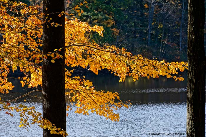 Golden Wing. Dunn Pond, Gardner, MA, ©Guy Biechelle