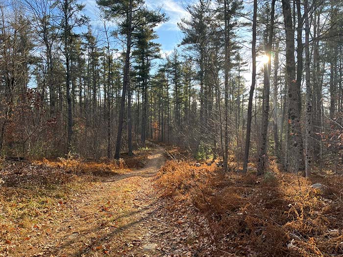 Gardner City Forest 1, ©Anna Wilkins