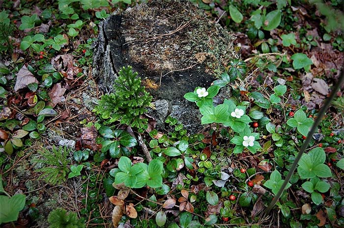Gardner City Forest 2, ©Anna Wilkins