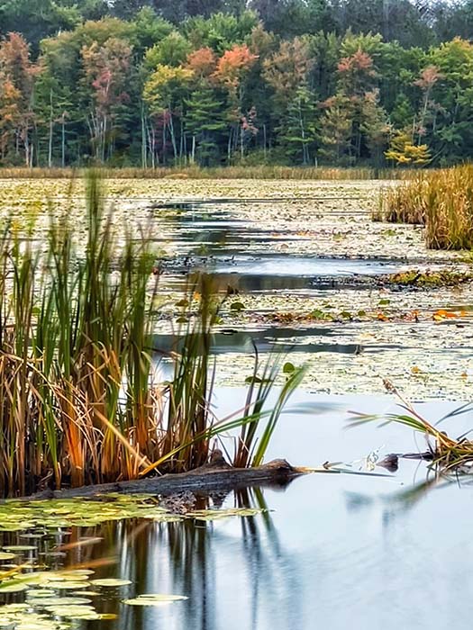 High Ridge Wildlife Management Area 1, ©Anna Wilkins