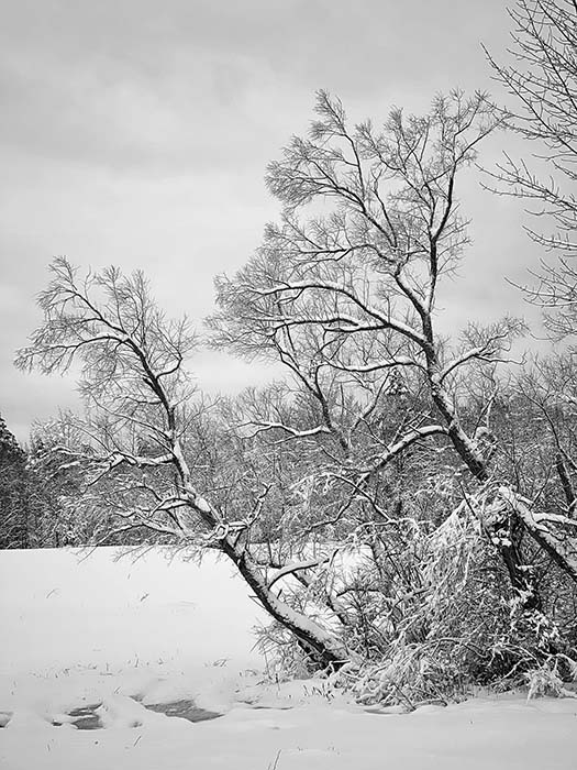 Lake Wampanoag Wildlife Sanctuary 1, ©Anna Wilkins