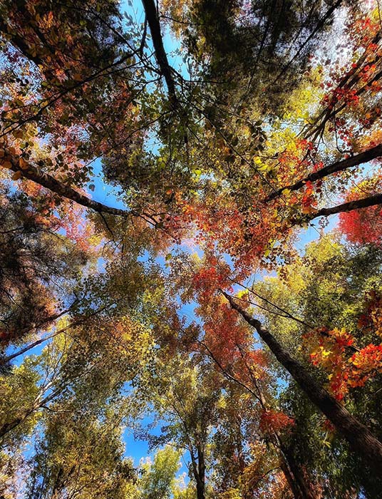 Lake Wampanoag Wildlife Sanctuary 11, ©Anna Wilkins