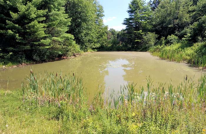 Lake Wampanoag Wildlife Sanctuary 13, ©Anna Wilkins