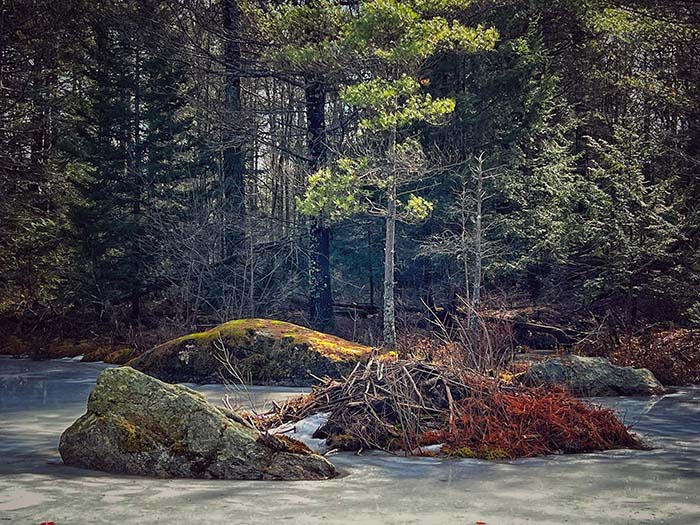 Lake Wampanoag Wildlife Sanctuary 14, ©Anna Wilkins