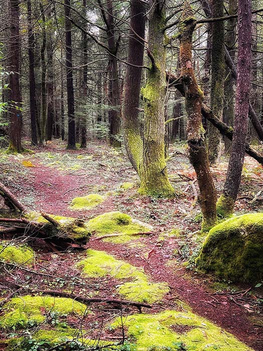 Lake Wampanoag Wildlife Sanctuary 18, ©Anna Wilkins