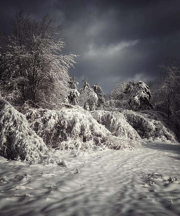 Lake Wampanoag Wildlife Sanctuary 2, ©Anna Wilkins