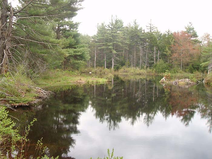 Lake Wampanoag Wildlife Sanctuary 20, ©Anna Wilkins