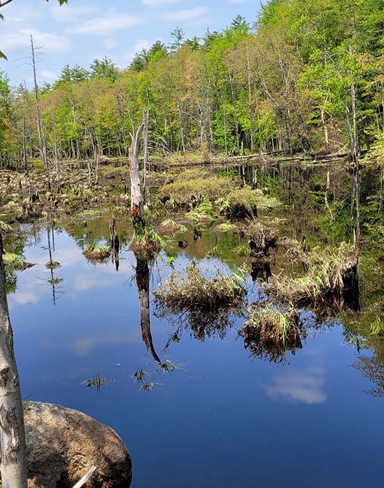 Lake Wampanoag Wildlife Sanctuary 21, ©Anna Wilkins