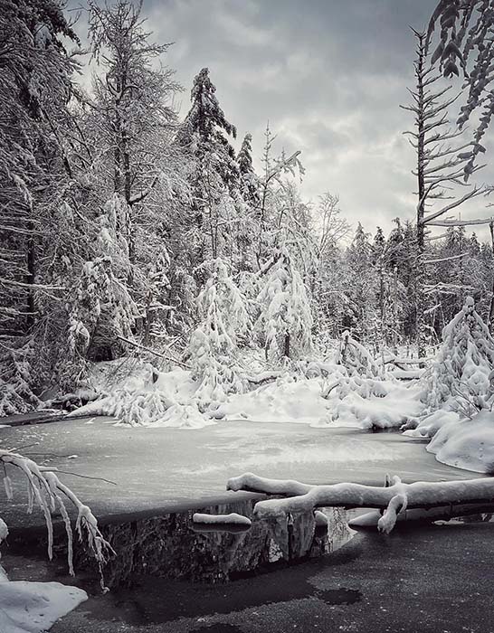 Lake Wampanoag Wildlife Sanctuary 4, ©Anna Wilkins