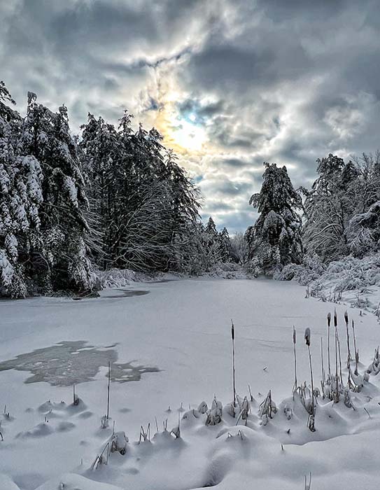 Lake Wampanoag Wildlife Sanctuary 5, ©Anna Wilkins