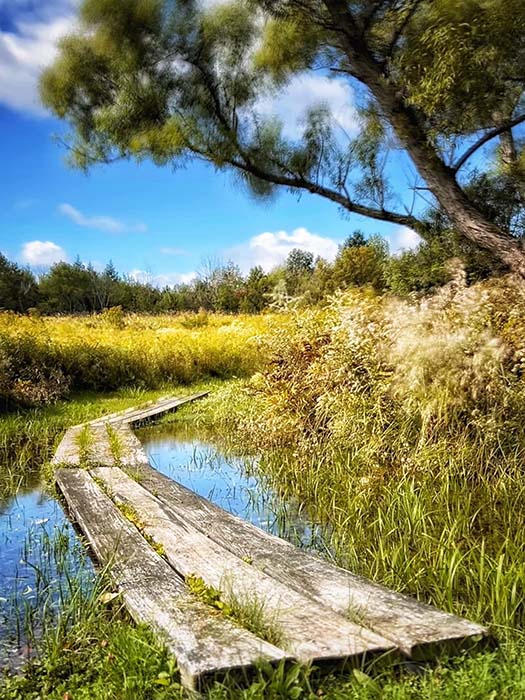 Lake Wampanoag Wildlife Sanctuary 8, ©Anna Wilkins