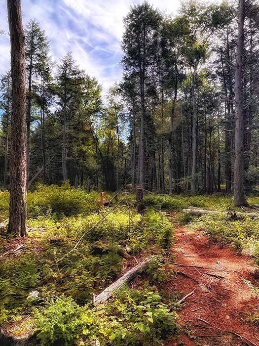 Rome Conservation Area 4, ©Anna Wilkins