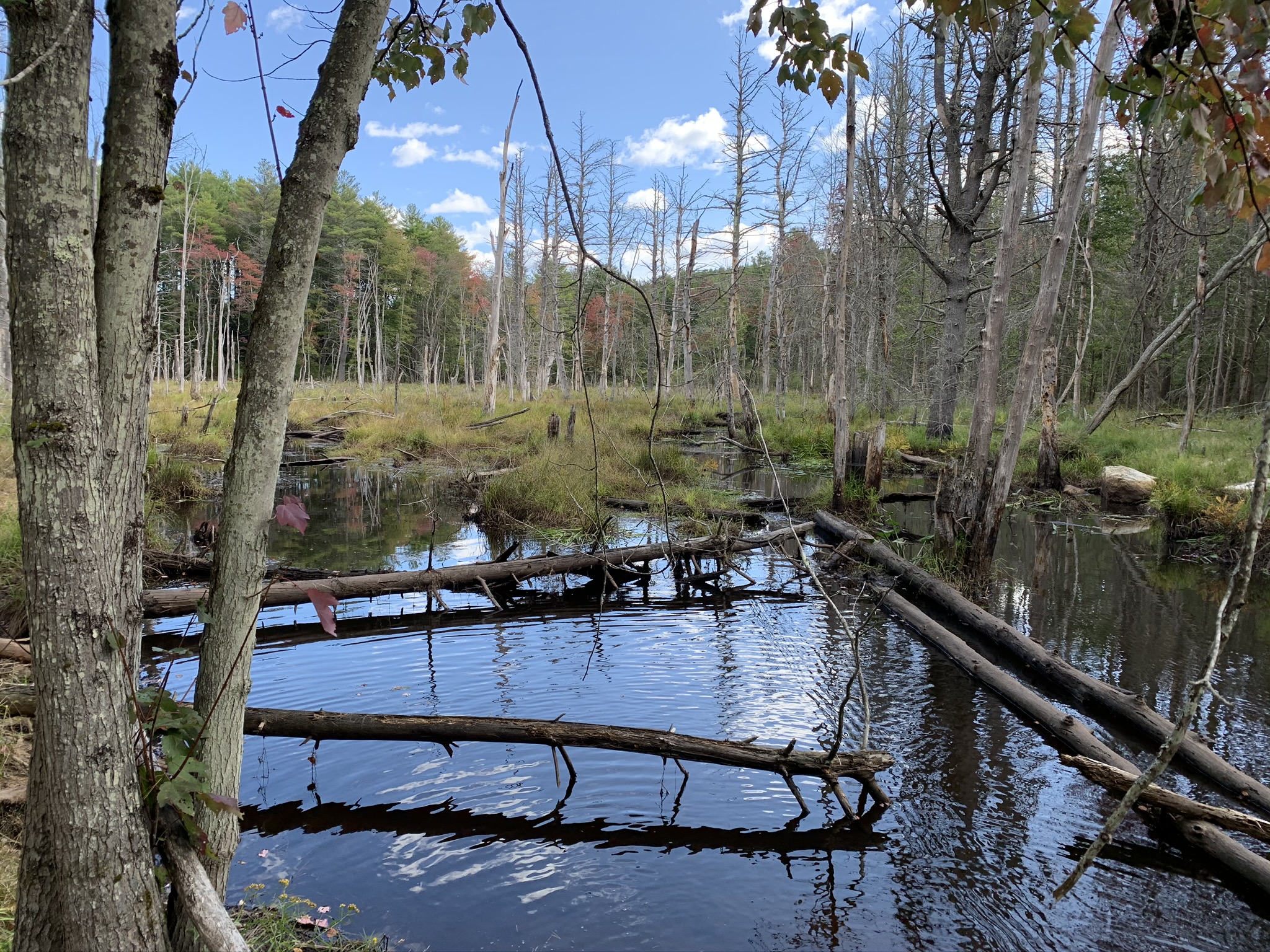 Wilder Brook Trail 3, ©Anna Wilkins