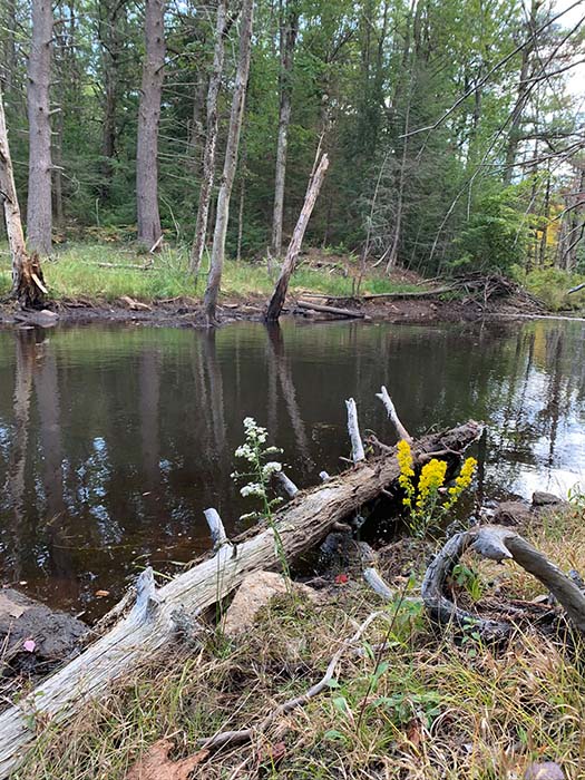 Wilder Brook Trail 4, ©Anna Wilkins