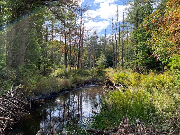 Wilder Brook Trail 5, ©Anna Wilkins